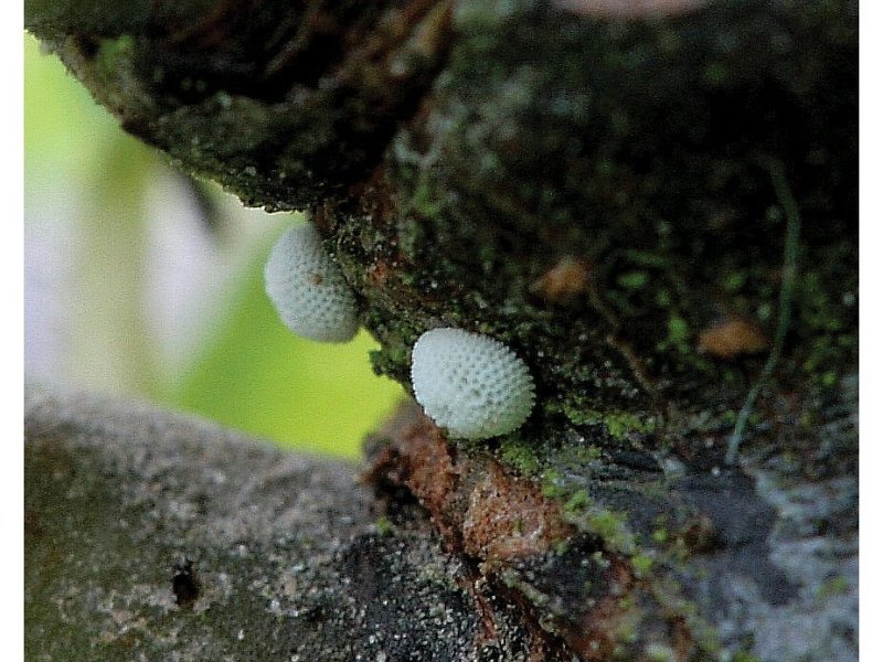 Brown Hairstreak Egg Hunt